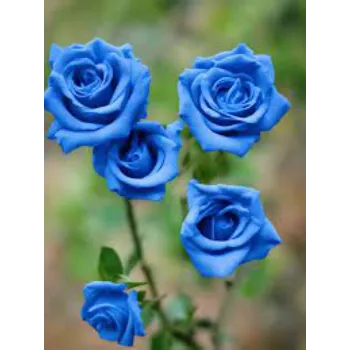 Blue Rose Plant